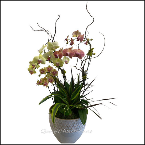 Orchids For all